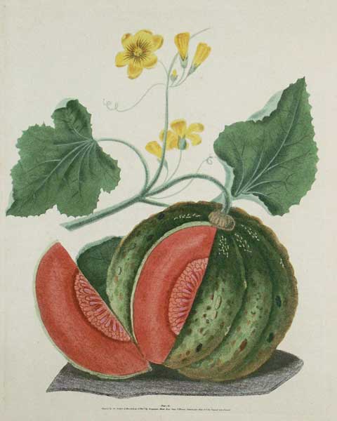 Brookshaw: Melons