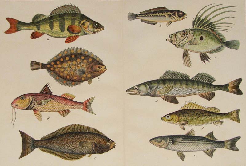 Fish lithographs