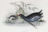Gould Common Gallinule