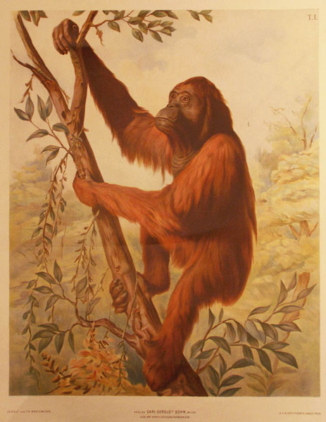 Hartinger: Orangutan