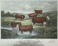 Ottman: cattle