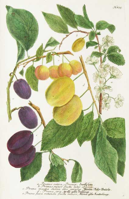 Weinmann Fruits