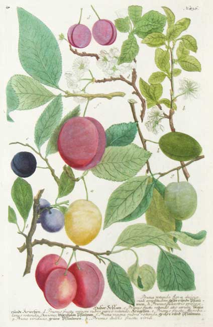 Weinmann Fruits