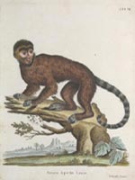 George Edwards: Monkeys