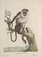 George Edwards: Monkeys