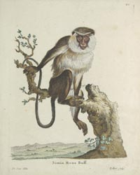Geroge Edwards: Monkeys