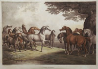 Howitt: Council of Horses