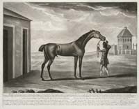 Sartorius Herod Racehorse