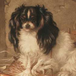 Davey King Charles Spaniel