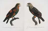 Barraband Parrots