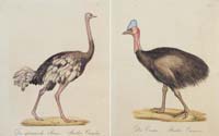 Brodtmann Ostrich Cassowary