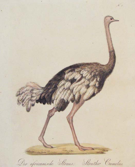 Brodtmann Ostrich Cassowary