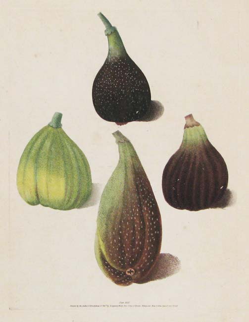 Brookshaw Figs