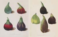 Brookshaw Figs