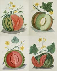 Brookshaw: Melons