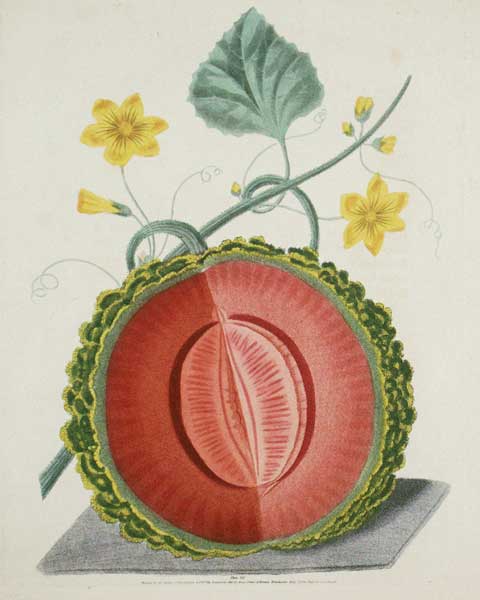 Brookshaw: Melons