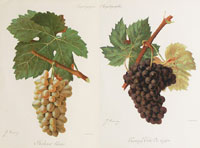 Champenois: Grapes