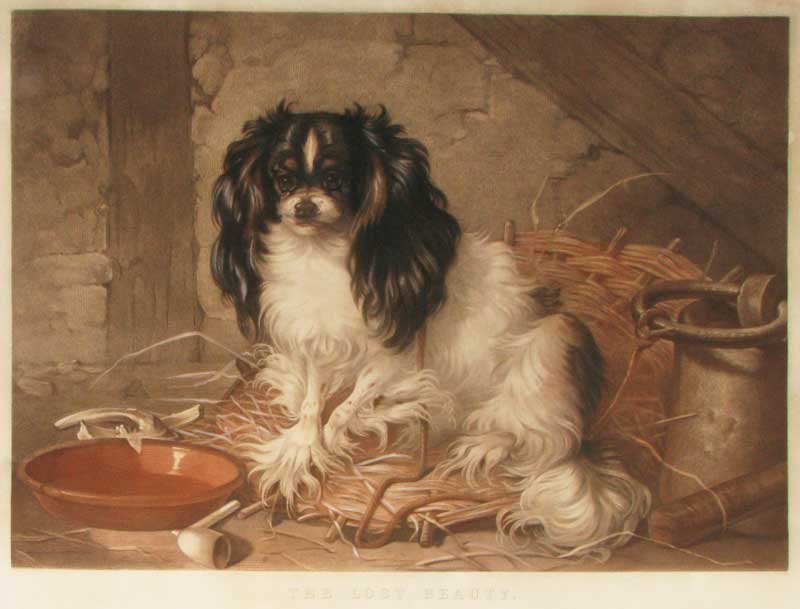 Davey King Charles Spaniel