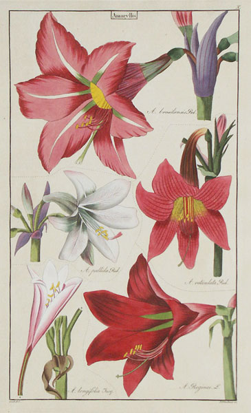 Dietrich: Amaryllis