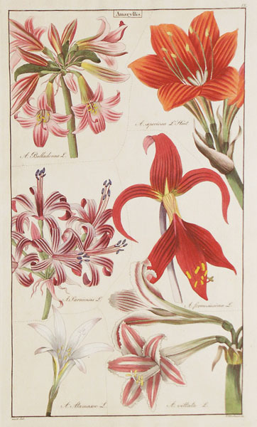 Dietrich: Amaryllis