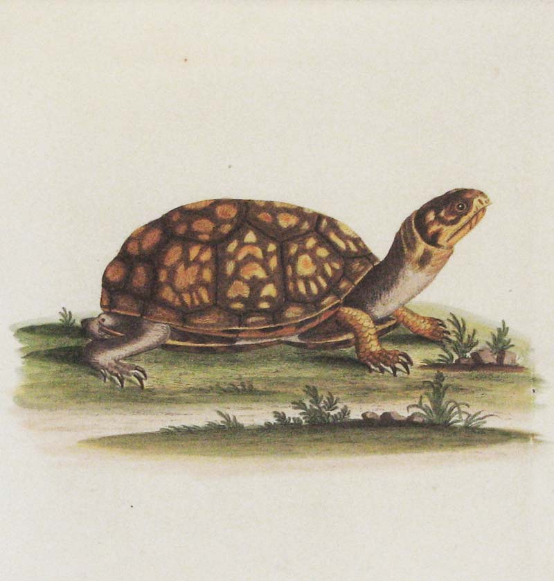 Edwards Tortoise