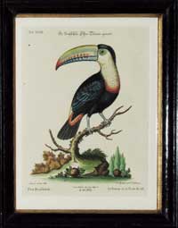 Edwards Toucan