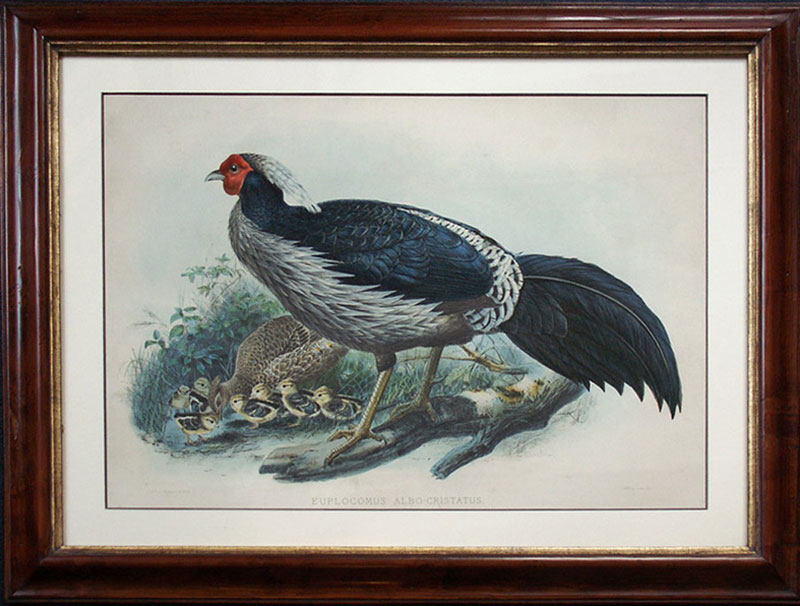 Elliot: Pheasants