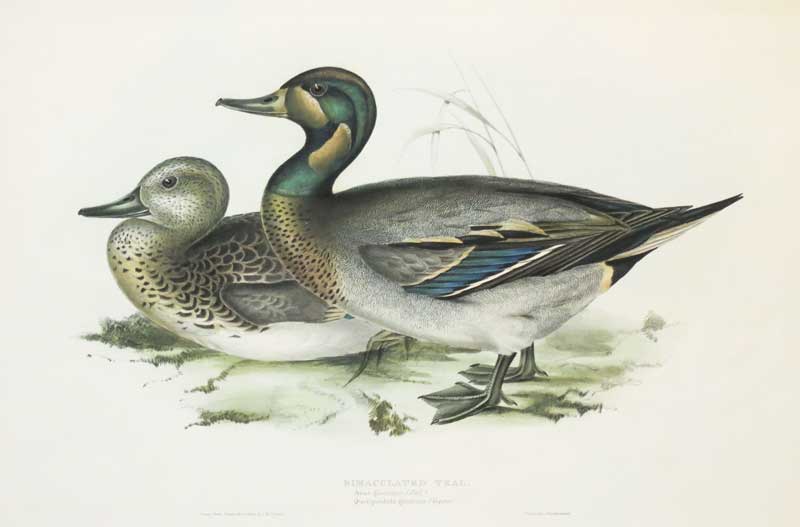 Gould Teal