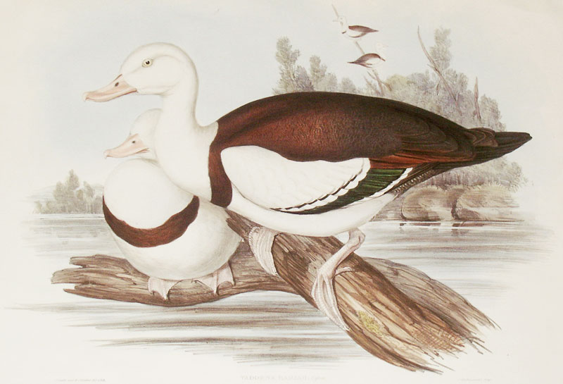 Gould: Shelduck