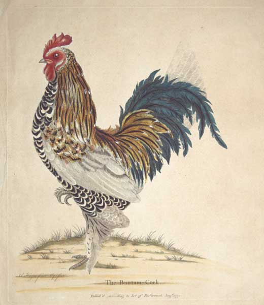 Hayes Bantam Cock
