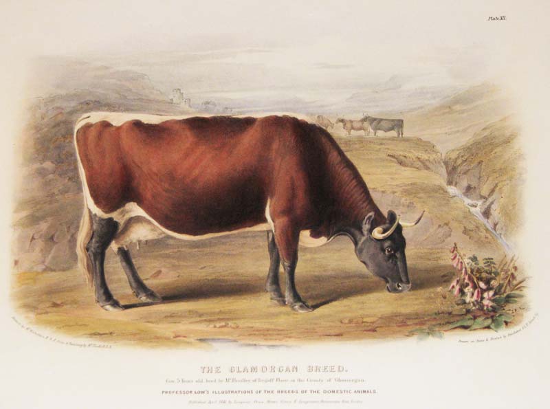 Low Glamorgan Breed