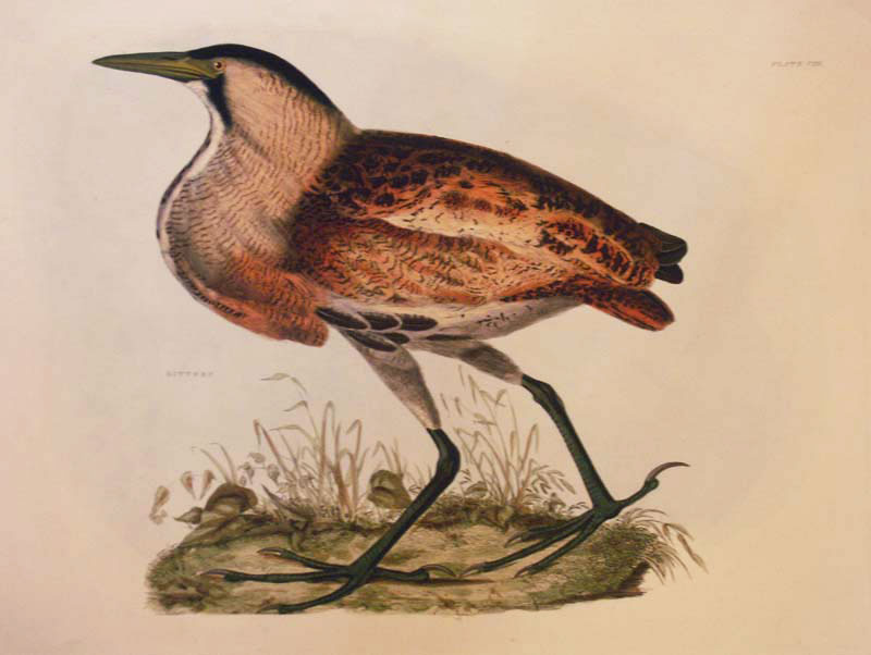 Selby: Bittern