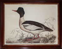 Selby: Goosander