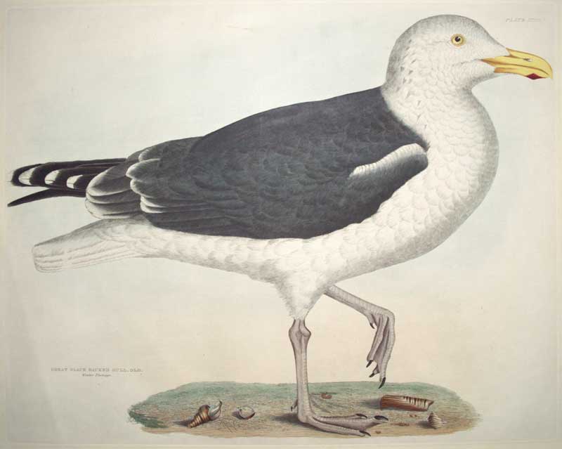 Selby Gull