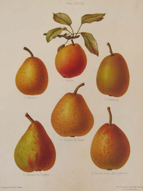 Ellis & Bull Pears