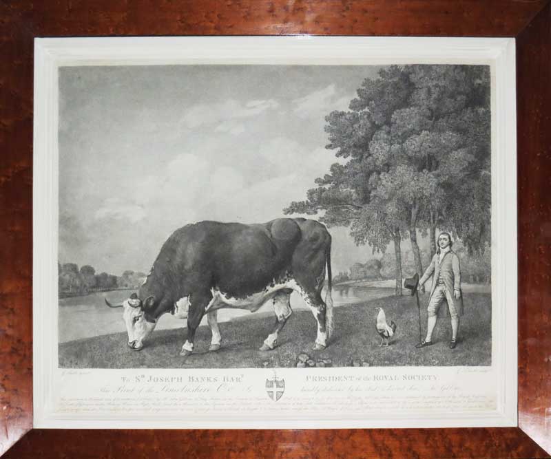 Stubbs Lincolnshire Ox