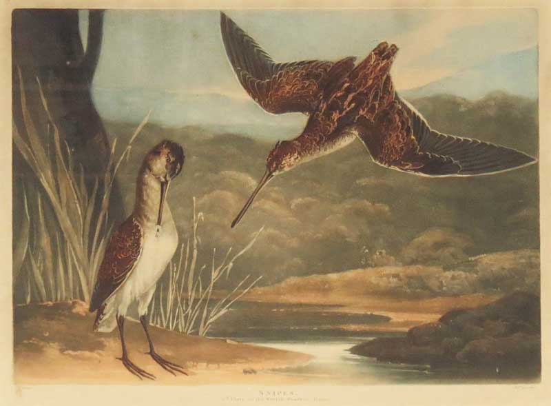 Turner Gamebirds