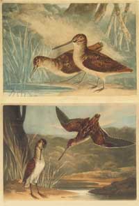 Turner Gamebirds