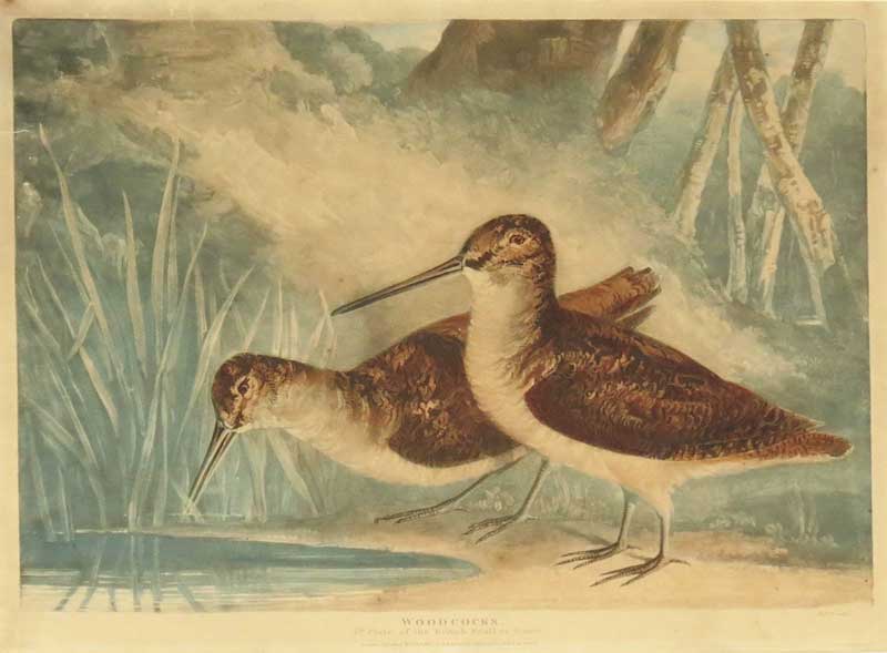 Turner Gamebirds