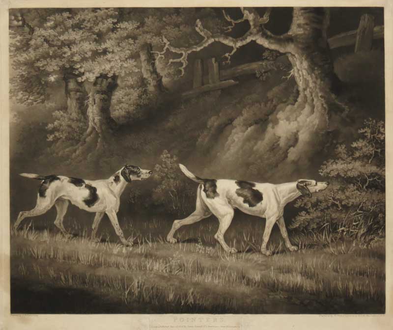 Ward Morland Dogs