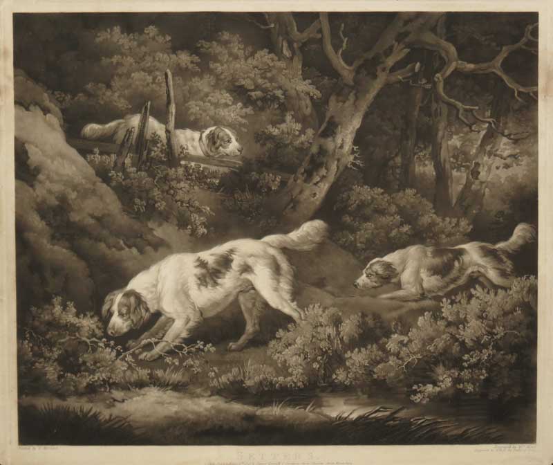 Ward Morland Dogs