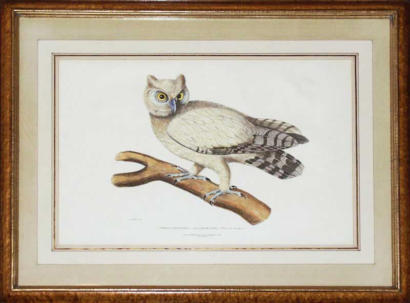 Waterhouse Owl