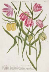 Weinmann Fritillaria