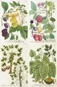 Weinmann Fruits