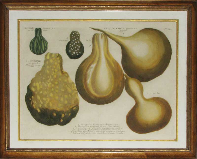 Weinmann Gourds