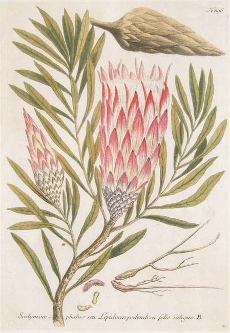 Weinmann Protea