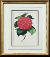 Severeyns: Camelias