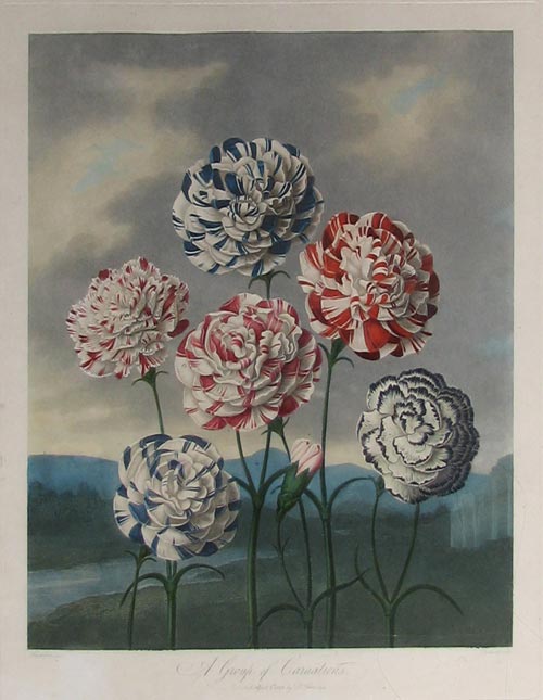 Thornton Carnations